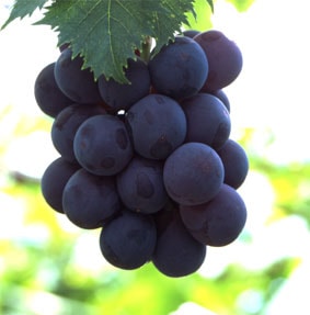 黒い真珠 三次ピオーネの日