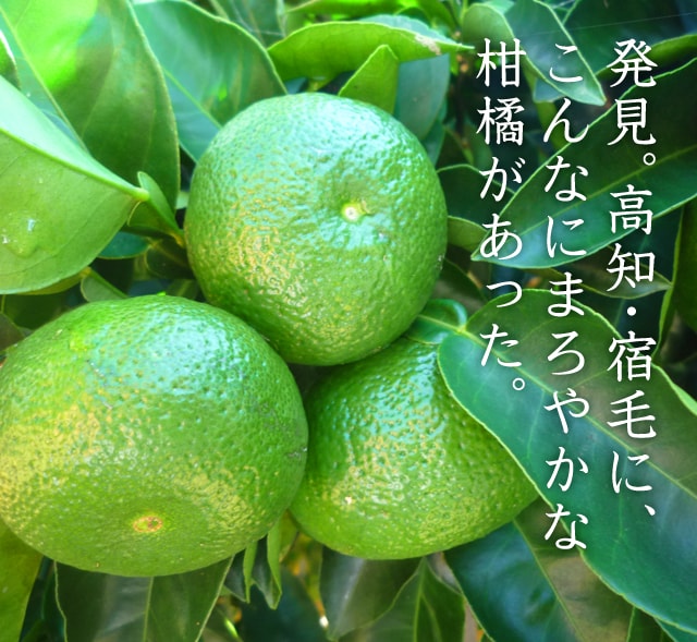 宿毛の柑橘「直七」の日