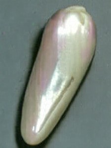 7月24日の誕生石　犬の歯形の真珠