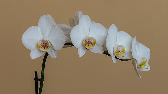 1月11日の誕生花　胡蝶蘭