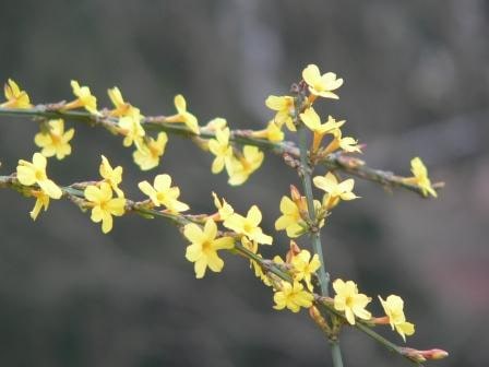 1月22日の誕生花　黄梅