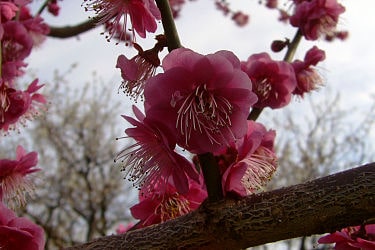 1月24日の誕生花　紅梅