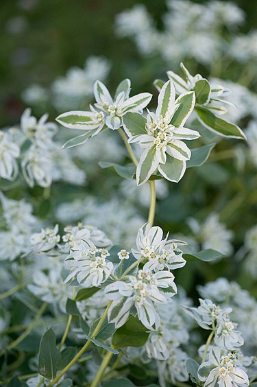 1月28日の誕生花　ハツユキソウ