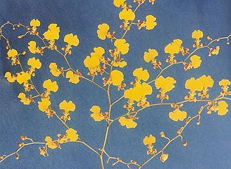 1月31日の誕生花　オンシジウム