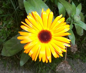 2月9日の誕生花　金盞花