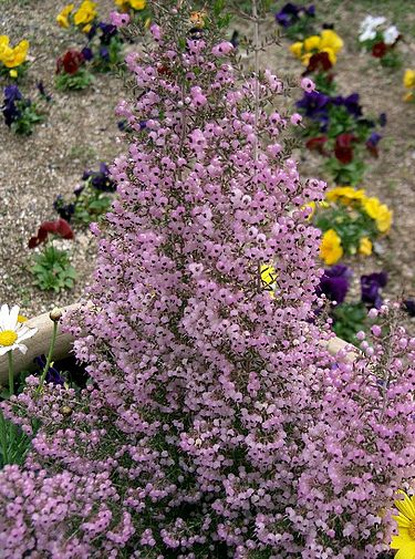 2月15日の誕生花　ジャノメエリカ