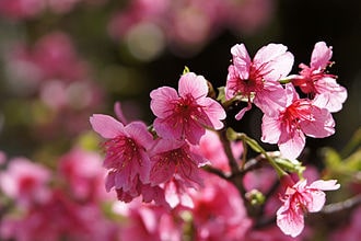 2月16日の誕生花　寒緋桜