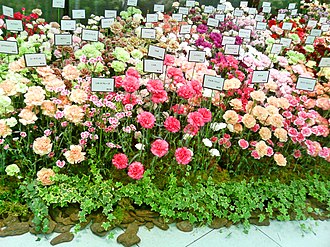 3月10日の誕生花　スプレーカーネーション