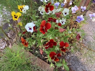 3月15日の誕生花　ビオラ