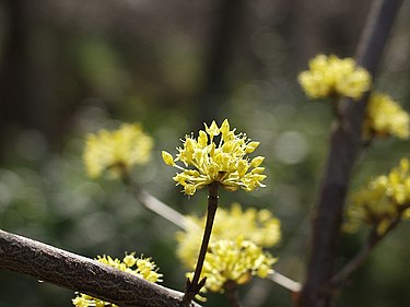 3月17日の誕生花　サンシュユ