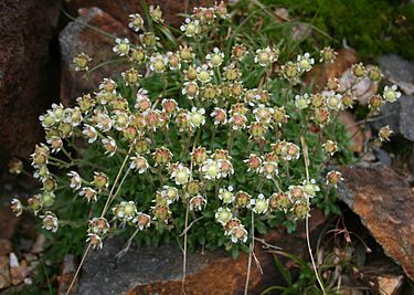 3月22日の誕生花　クモマグサ