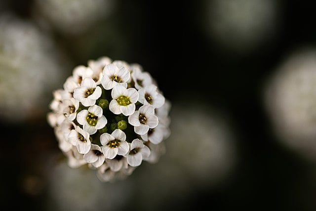 3月23日の誕生花　スイートアリッサム