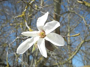 3月24日の誕生花　コブシ