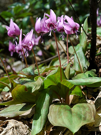 3月26日の誕生花　カタクリ