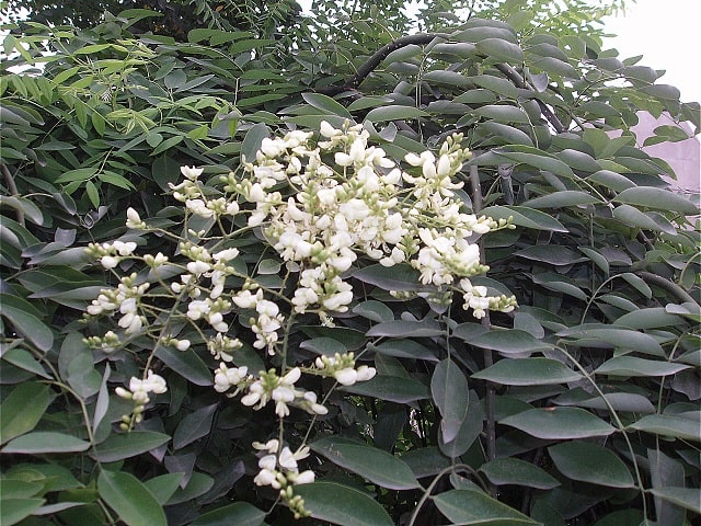 3月28日の誕生花　エンジュ