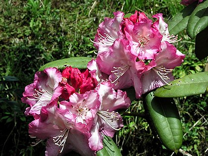 4月の誕生花　シャクナゲ