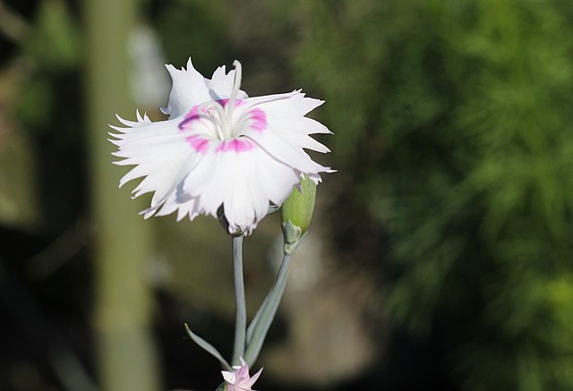 4月15日の誕生花　カーネーション（白）