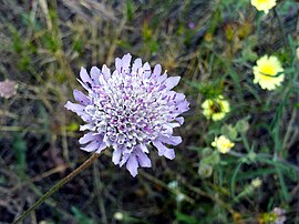 4月27日の誕生花　スカビオサ