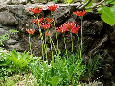 5月10日の誕生花　ガーベラ