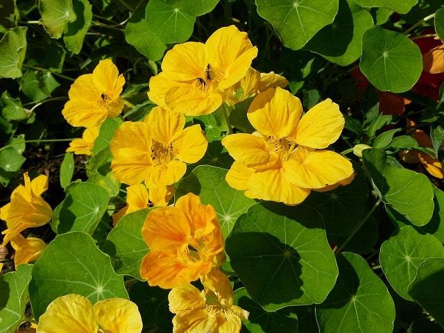 5月11日の誕生花　キンレンカ