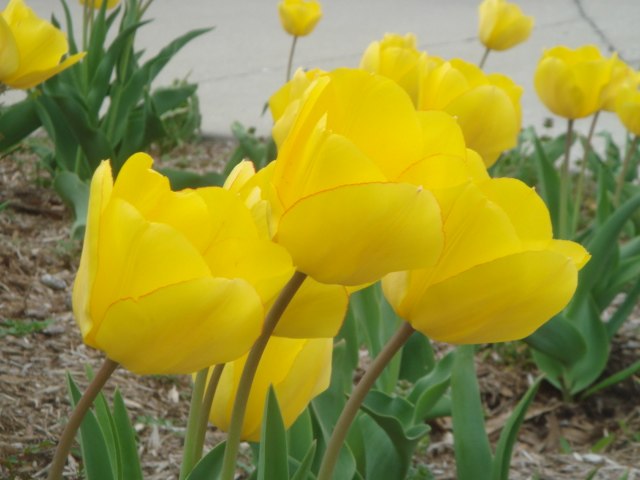 5月17日の誕生花　チューリップ（黄）