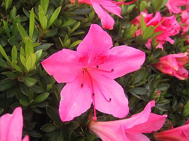 5月19日の誕生花　サツキ