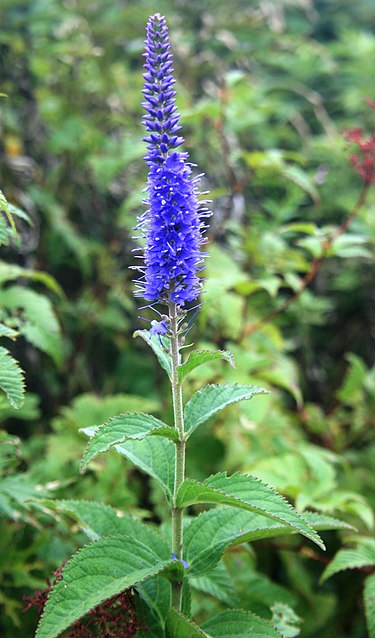 5月31日の誕生花　ベロニカ