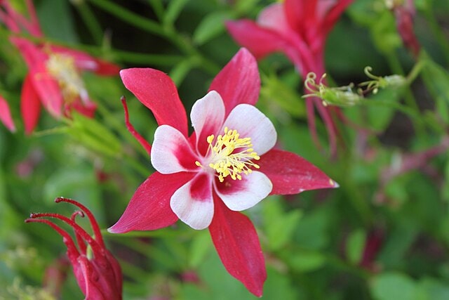 6月2日の誕生花　オダマキ（赤）