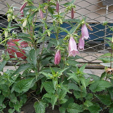 6月5日の誕生花　ホタルブクロ