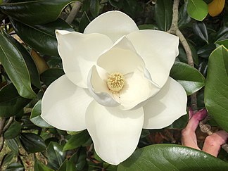 6月9日の誕生花　タイサンボク