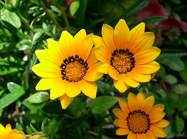 6月26日の誕生花　ガザニア