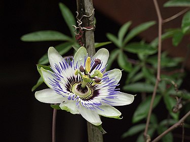 6月27日の誕生花　トケイソウ