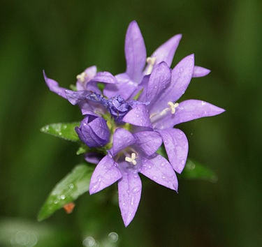 7月8日の誕生花　カンパニュラ