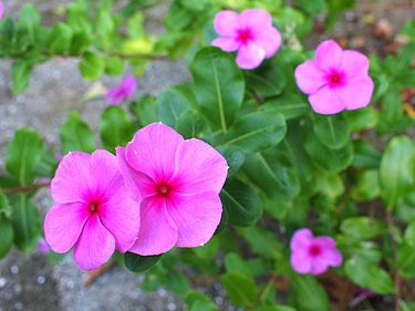 7月16日の誕生花　ニチニチソウ