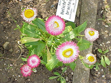 7月17日の誕生花　ムギワラギク