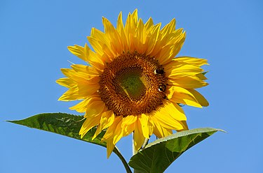 8月の誕生花　ヒマワリ