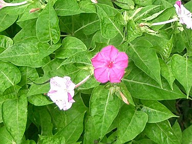 8月1日の誕生花　オシロイバナ