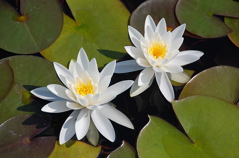 8月8日の誕生花　スイレン