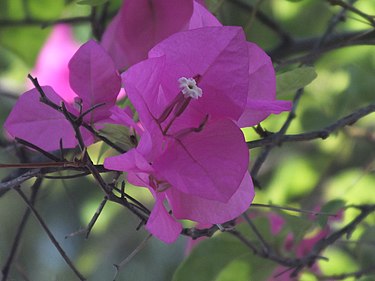 8月9日の誕生花　ブーゲンビリア