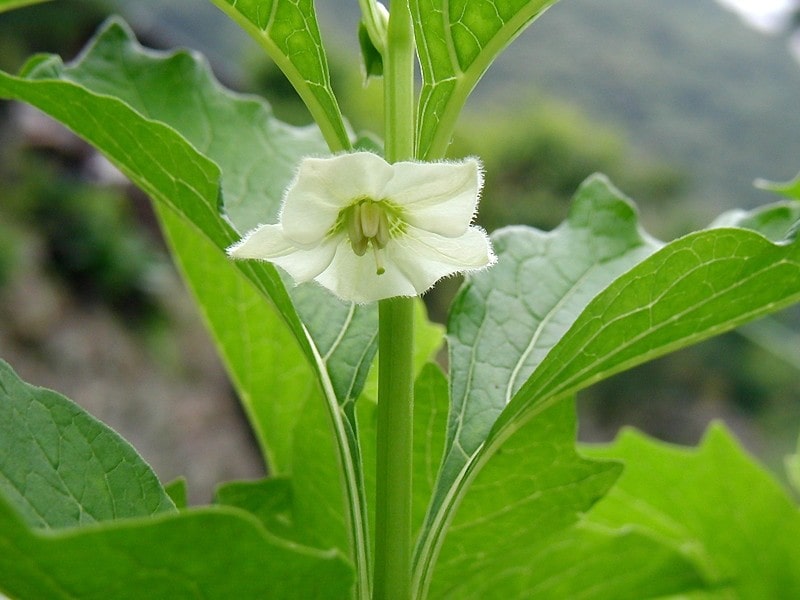 8月14日の誕生花　ホオズキ