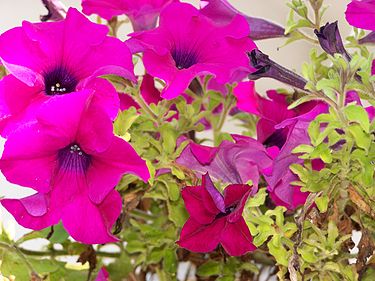 8月16日の誕生花　ペチュニア