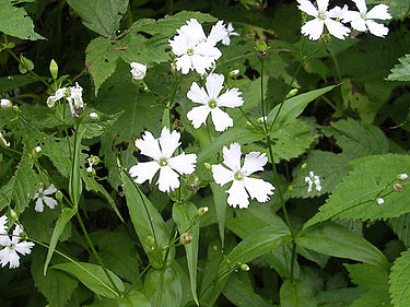 8月26日の誕生花　センジュガンピ