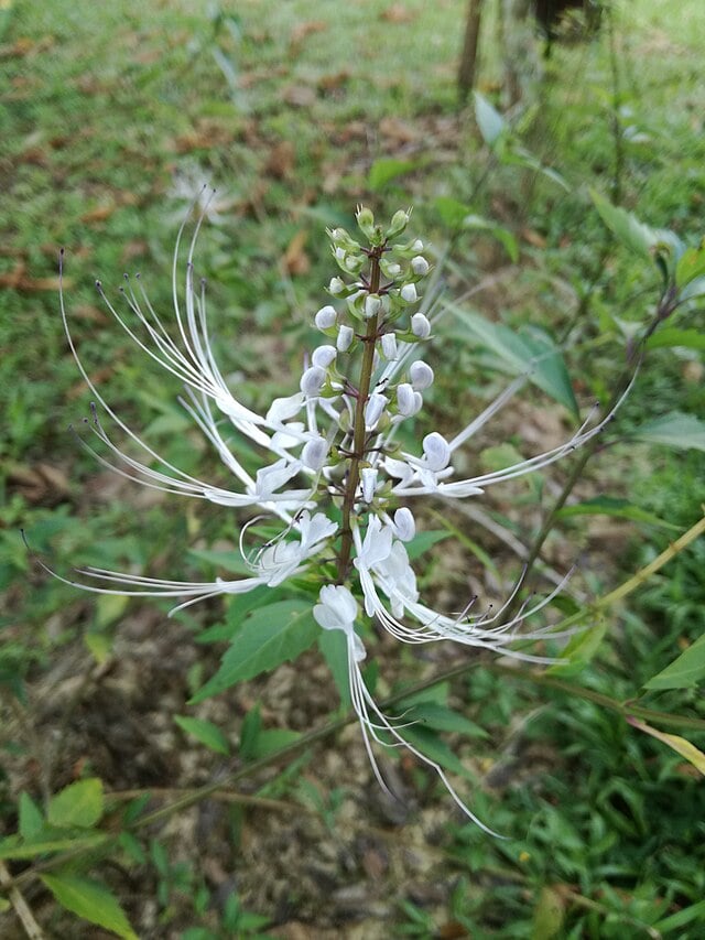 9月6日の誕生花　ネコノヒゲ