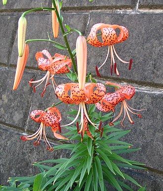 9月15日の誕生花　オニユリ