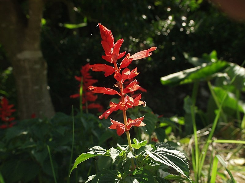 9月19日の誕生花　サルビア・スプレンデンス