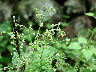 9月22日の誕生花　アカネ