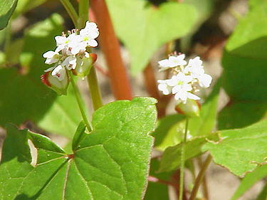 9月26日の誕生花　ソバ