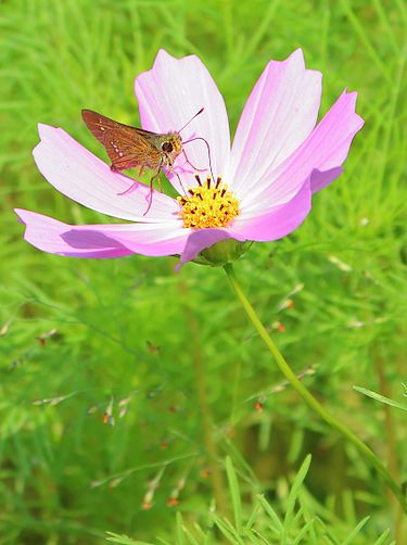 10月14日の誕生花　コスモス