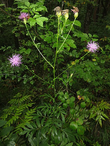 10月20日の誕生花　タムラソウ