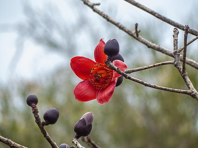10月21日の誕生花　コットンツリー